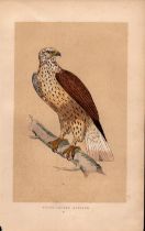 Rough Legged Buzzard Rev Morris Antique History of British Birds Engraving.