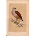 Rough Legged Buzzard Rev Morris Antique History of British Birds Engraving.