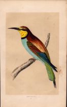 Bee-Eater Rev Morris Antique History of British Birds Engraving.