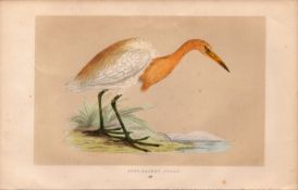 Buff Baked Heron Rev Morris Antique History of British Birds Engraving.