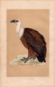 Griffon Vulture Rev Morris Antique History of British Birds Engraving.