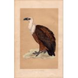 Griffon Vulture Rev Morris Antique History of British Birds Engraving.