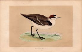 Kentish Dotterel Rev Morris Antique History of British Birds Engraving.