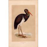 Black Stork Rev Morris Antique History of British Birds Engraving.