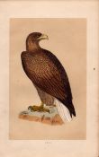 Erne Rev Morris Antique History of British Birds Engraving.