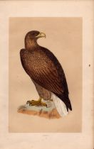 Erne Rev Morris Antique History of British Birds Engraving.