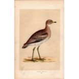Great Plover Rev Morris Antique History of British Birds Engraving.