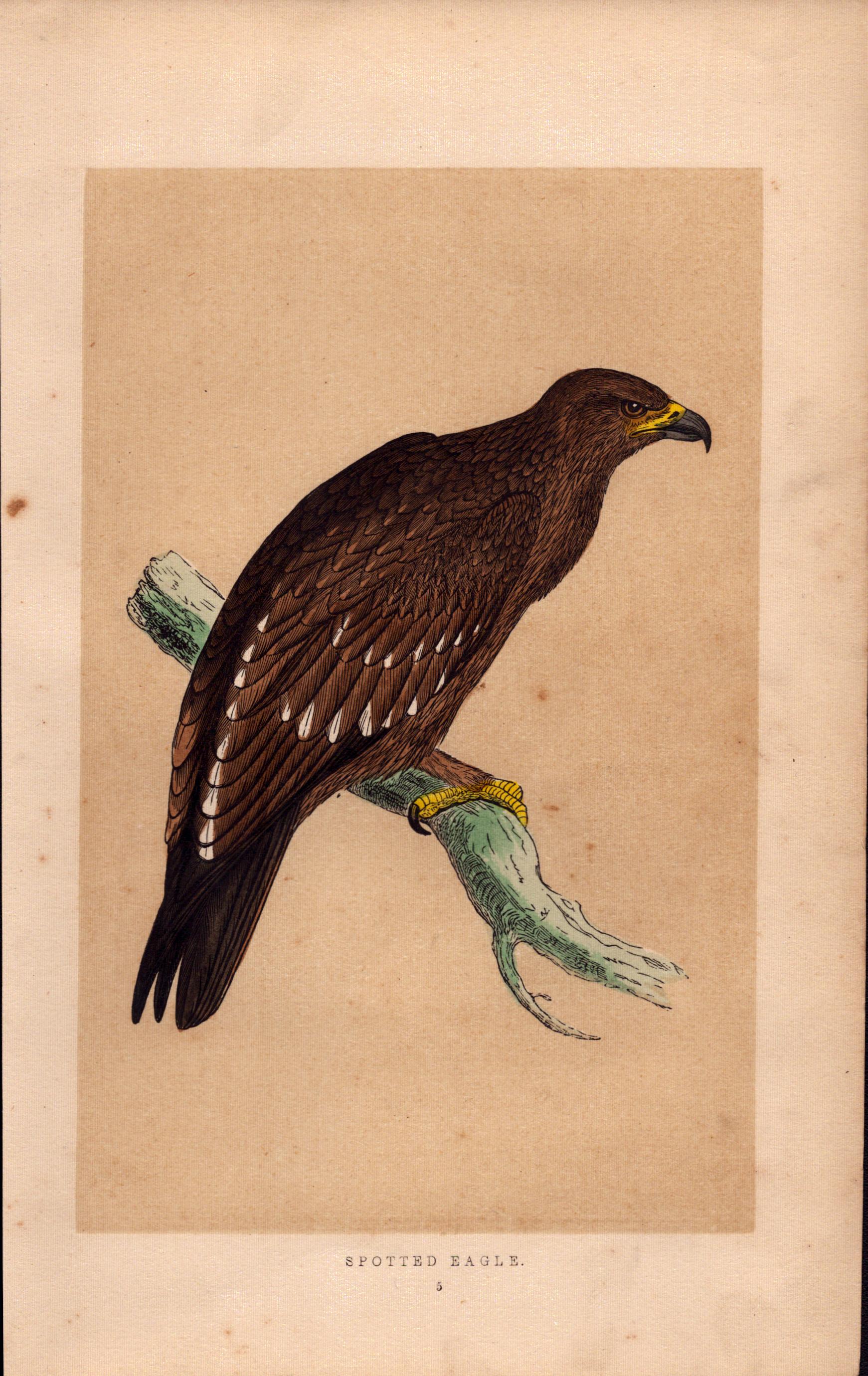 Spotted Eagle Rev Morris Antique History of British Birds Engraving.