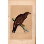 Spotted Eagle Rev Morris Antique History of British Birds Engraving.