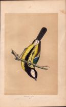 Great Tit Rev Morris Antique History of British Birds Engraving.