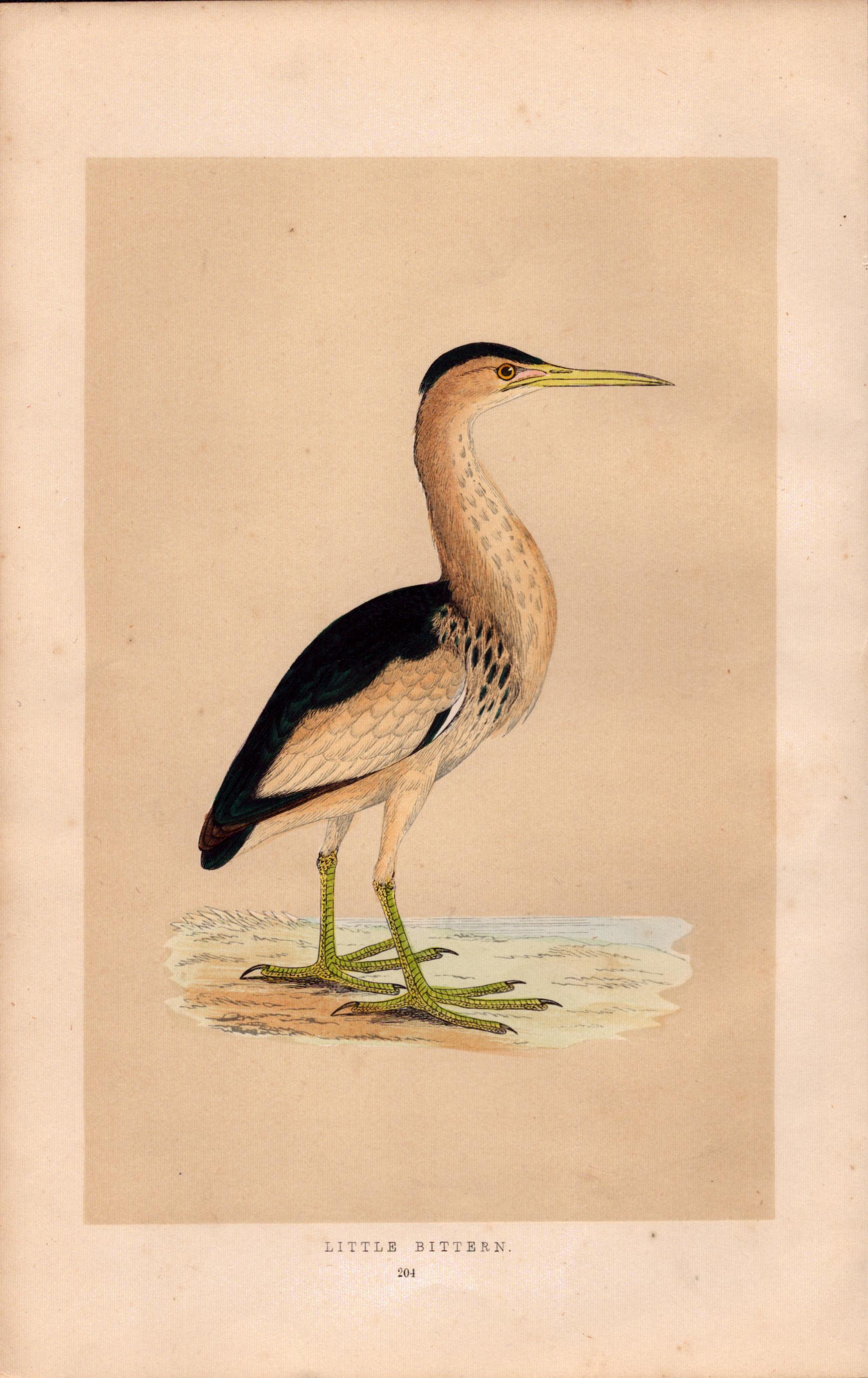 Little Bittern Rev Morris Antique History of British Birds Engraving.