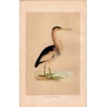 Little Bittern Rev Morris Antique History of British Birds Engraving.