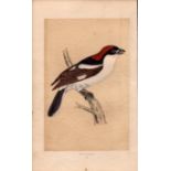 Woodchat Rev Morris Antique History of British Birds Engraving.