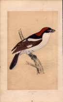 Woodchat Rev Morris Antique History of British Birds Engraving.