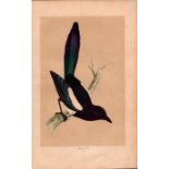 Magpie Rev Morris Antique History of British Birds Engraving.