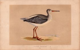 Spotted Redshank Rev Morris Antique History of British Birds Engraving.