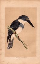 Belted Kingfisher Rev Morris Antique History of British Birds Engraving.