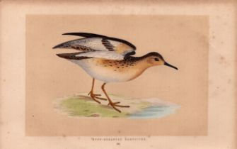 Buff Brested Sandpiper Rev Morris Antique History of British Birds Engraving.