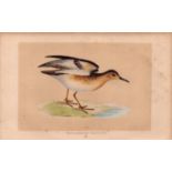 Buff Brested Sandpiper Rev Morris Antique History of British Birds Engraving.