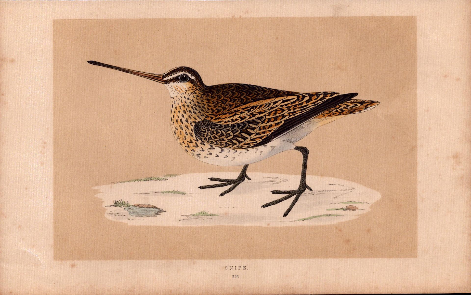 Common Snipe Rev Morris Antique History of British Birds Engraving.