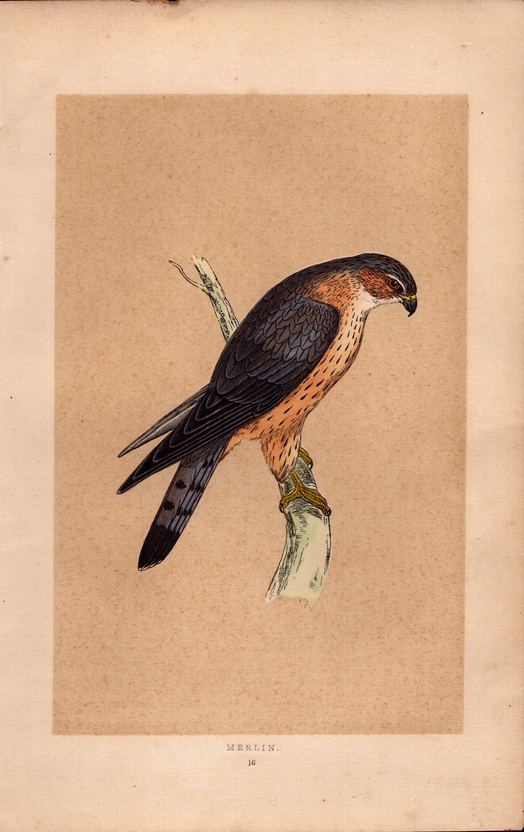 Merlin Rev Morris Antique History of British Birds Engraving.
