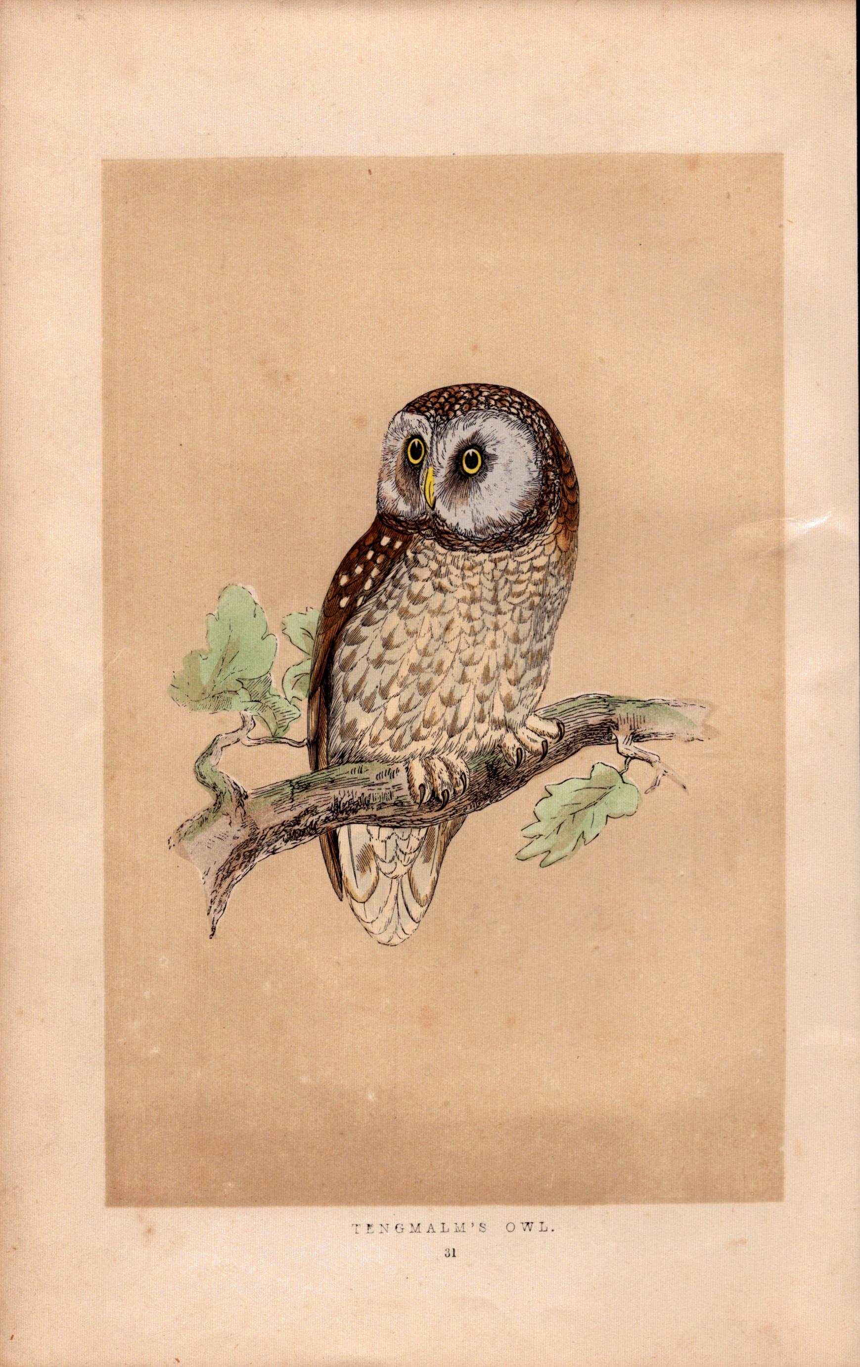 Tengmalm’s Owl Rev Morris Antique History of British Birds Engraving.