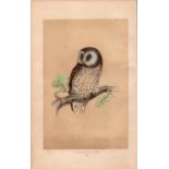 Tengmalm’s Owl Rev Morris Antique History of British Birds Engraving.