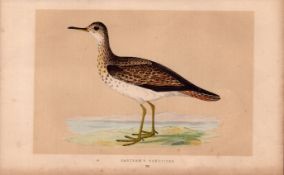 Bartram’s Sandpiper Rev Morris Antique History of British Birds Engraving.