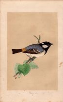 Cole Tit Rev Morris Antique History of British Birds Engraving.