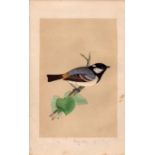 Cole Tit Rev Morris Antique History of British Birds Engraving.