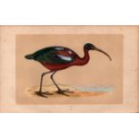 Ibis Rev Morris Antique History of British Birds Engraving.