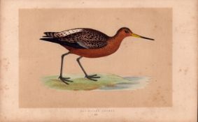 Bar Tailed Godwit Rev Morris Antique History of British Birds Engraving.