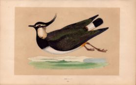 Peewit Rev Morris Antique History of British Birds Engraving.