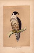 Peregrine Falcon Rev Morris Antique History of British Birds Engraving.