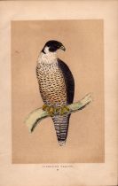 Peregrine Falcon Rev Morris Antique History of British Birds Engraving.