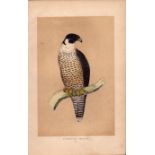 Peregrine Falcon Rev Morris Antique History of British Birds Engraving.