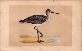 Greenshank Rev Morris Antique History of British Birds Engraving.
