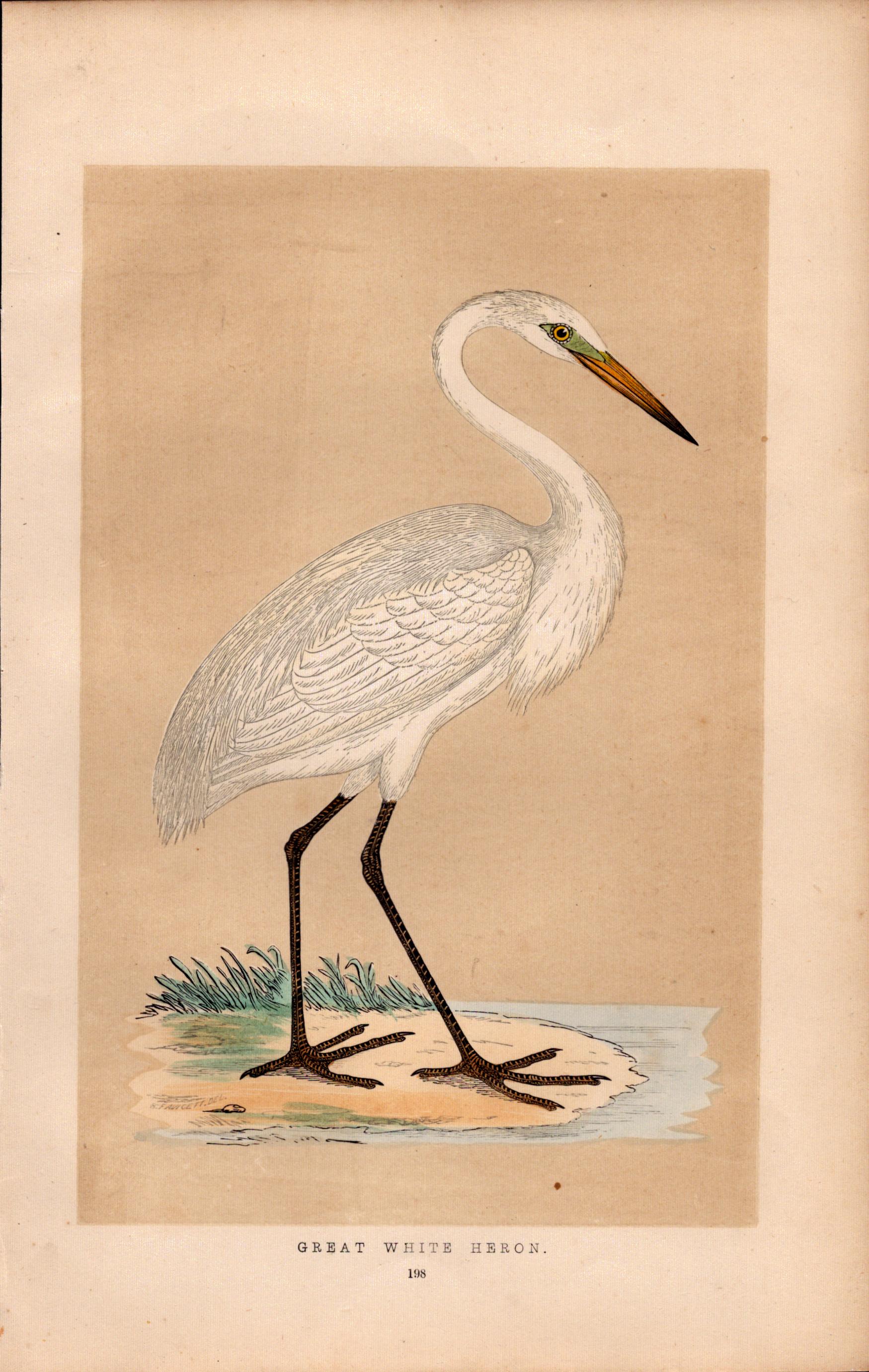 Great White Heron Rev Morris Antique History of British Birds Engraving.