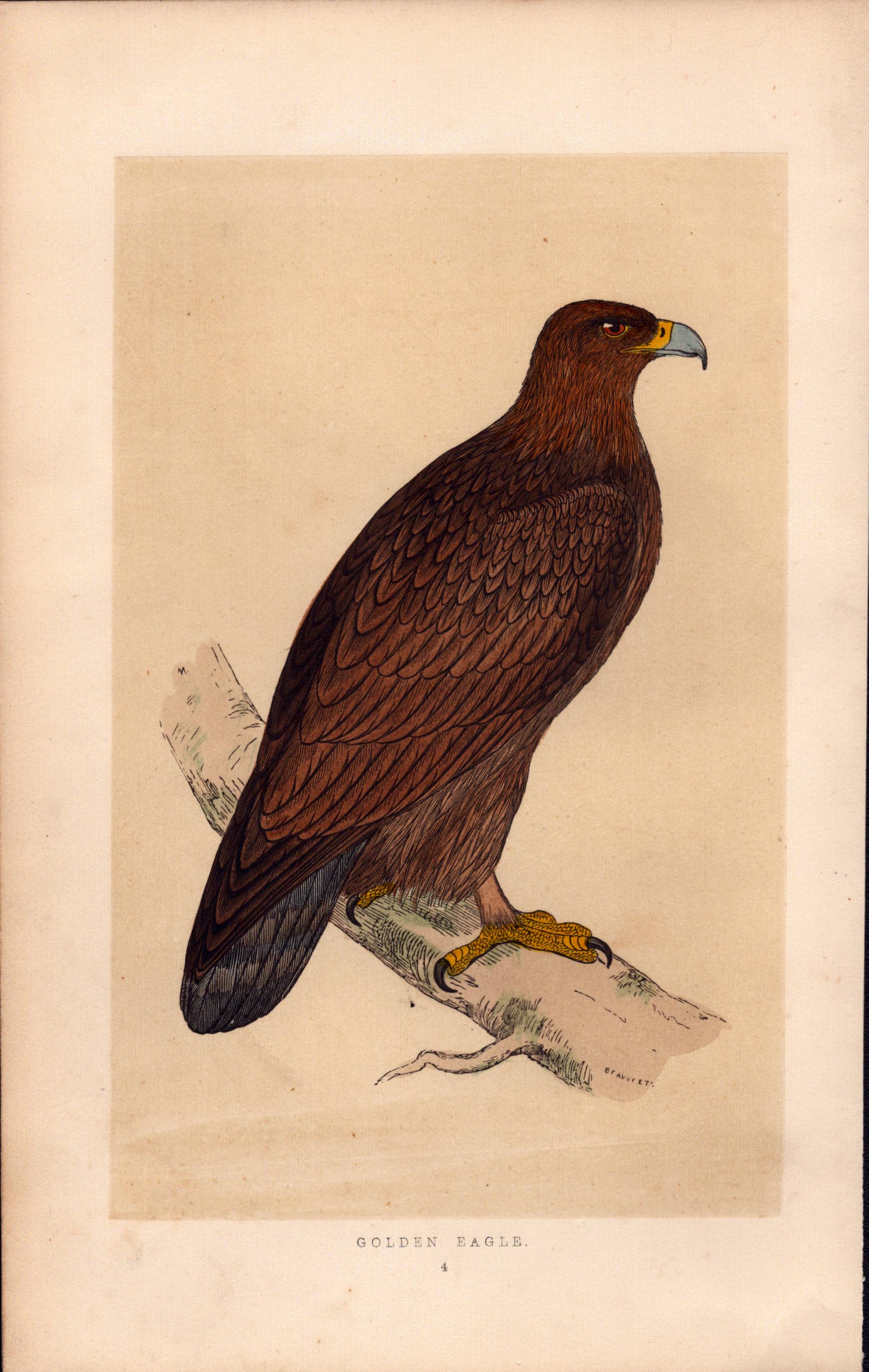 Golden Eagle Rev Morris Antique History of British Birds Engraving.