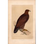 Golden Eagle Rev Morris Antique History of British Birds Engraving.