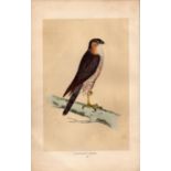 Sparrow Hawk Rev Morris Antique History of British Birds Engraving.