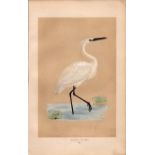 Little Egret Rev Morris Antique History of British Birds Engraving.