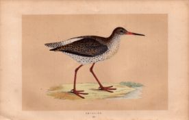 Redshank Rev Morris Antique History of British Birds Engraving.