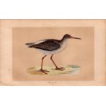 Redshank Rev Morris Antique History of British Birds Engraving.