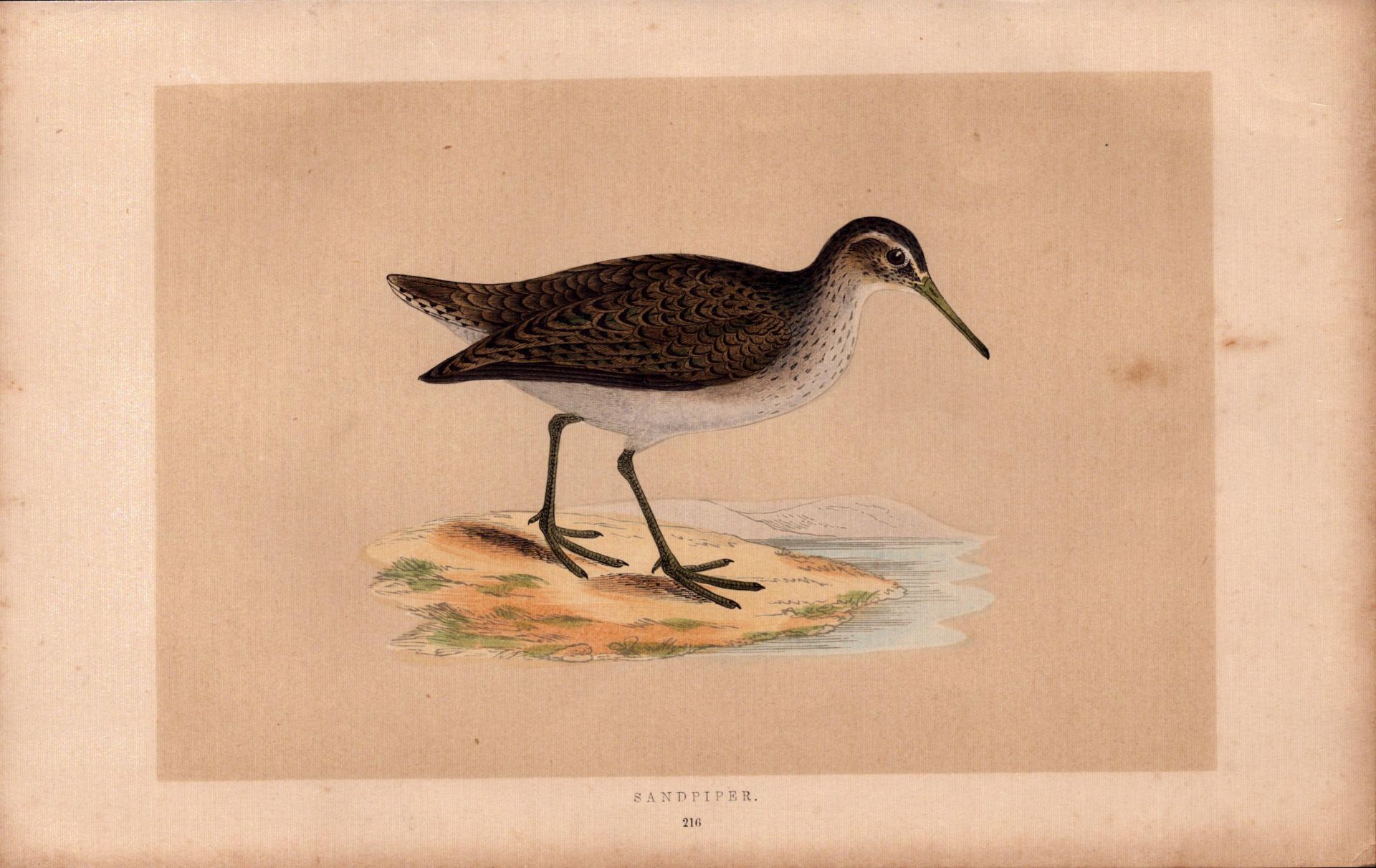 Common Sandpiper Rev Morris Antique History of British Birds Engraving.