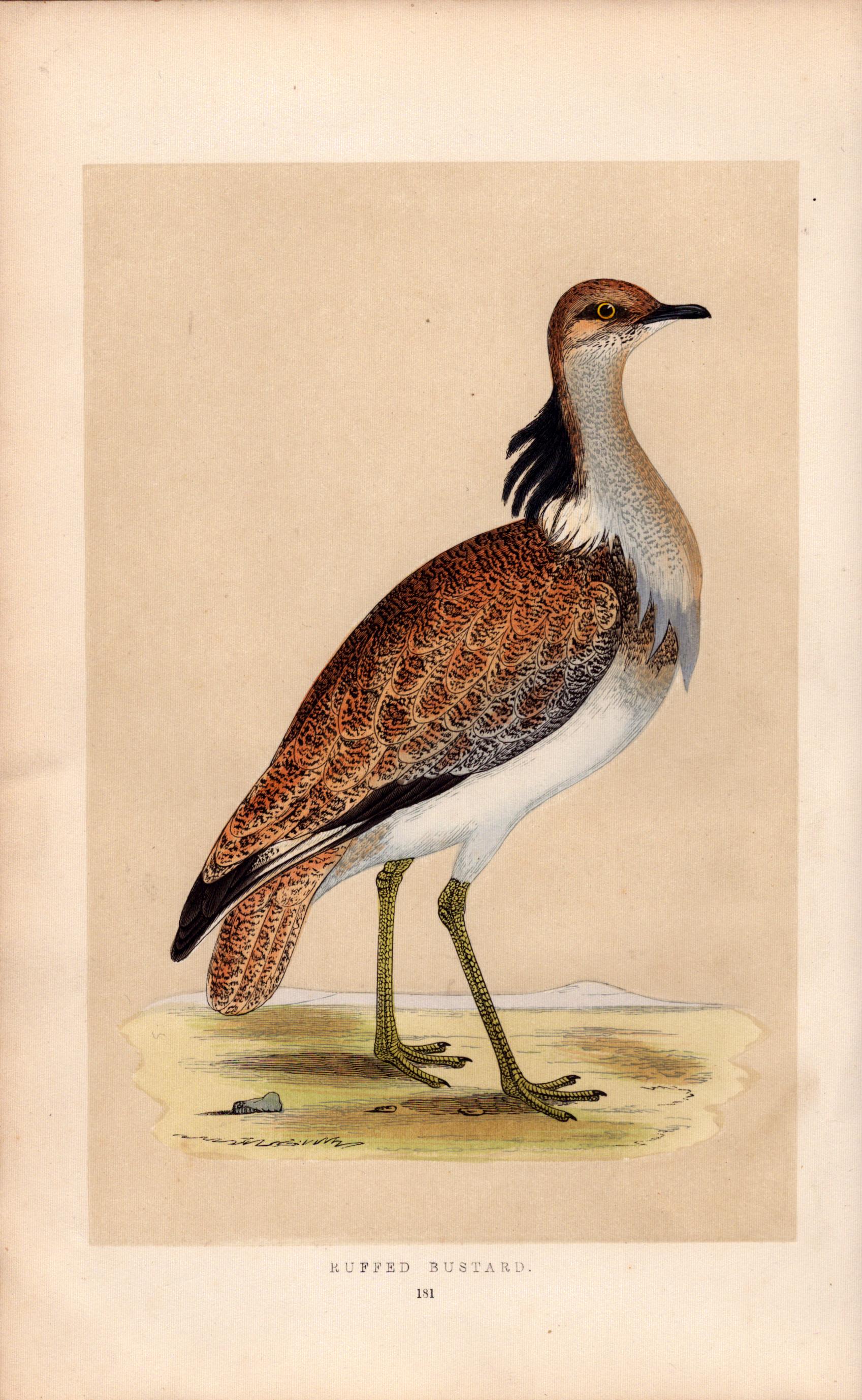 Macqueens Bustard Rev Morris Antique History of British Birds Engraving.