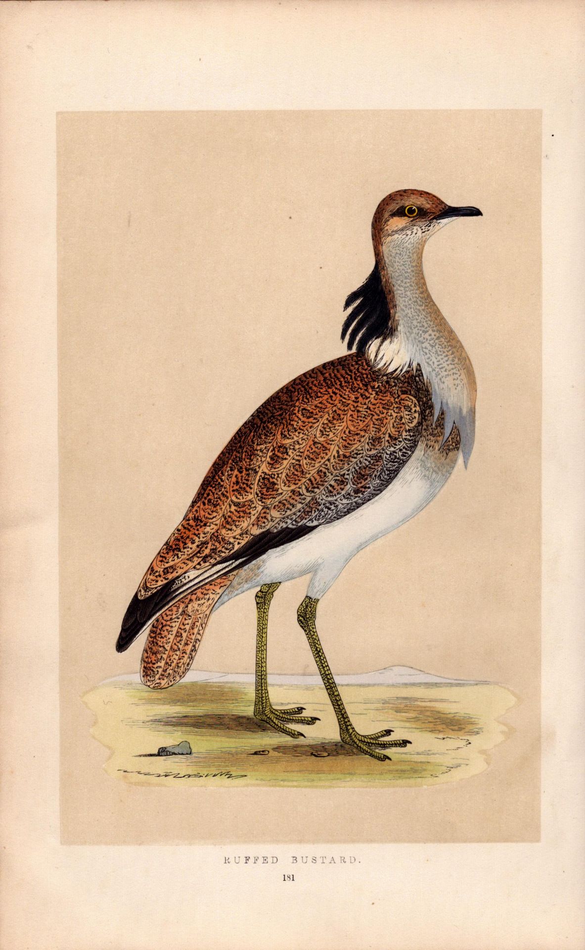 Macqueens Bustard Rev Morris Antique History of British Birds Engraving.