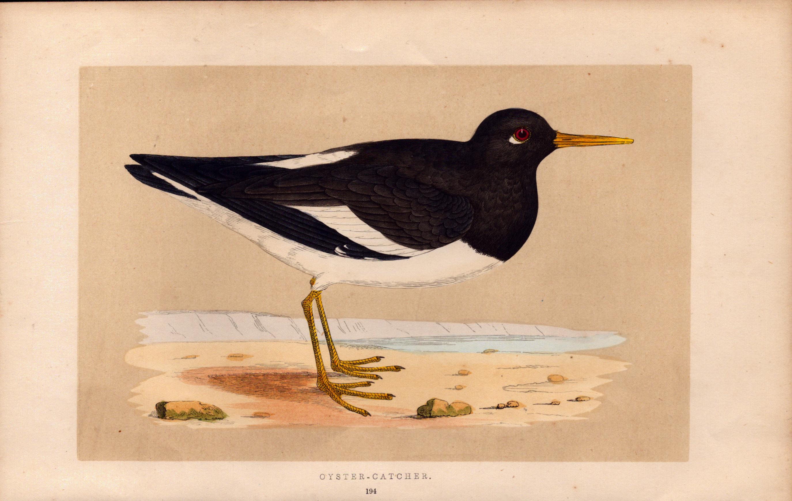 Oyster Catcher Rev Morris Antique History of British Birds Engraving.