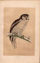 Hawk Owl Rev Morris Antique History of British Birds Engraving.