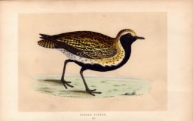 Golden Plover Rev Morris Antique History of British Birds Engraving.